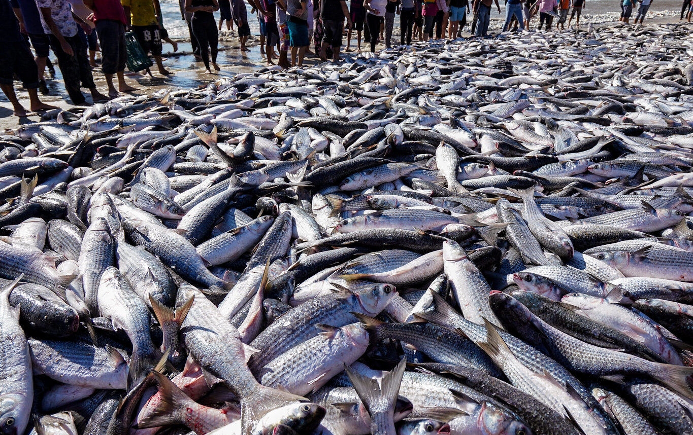 “Pesca artesanal da tainha no litoral catarinense” Safra da Tainha